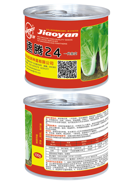 胶研速腾24——速生小白菜